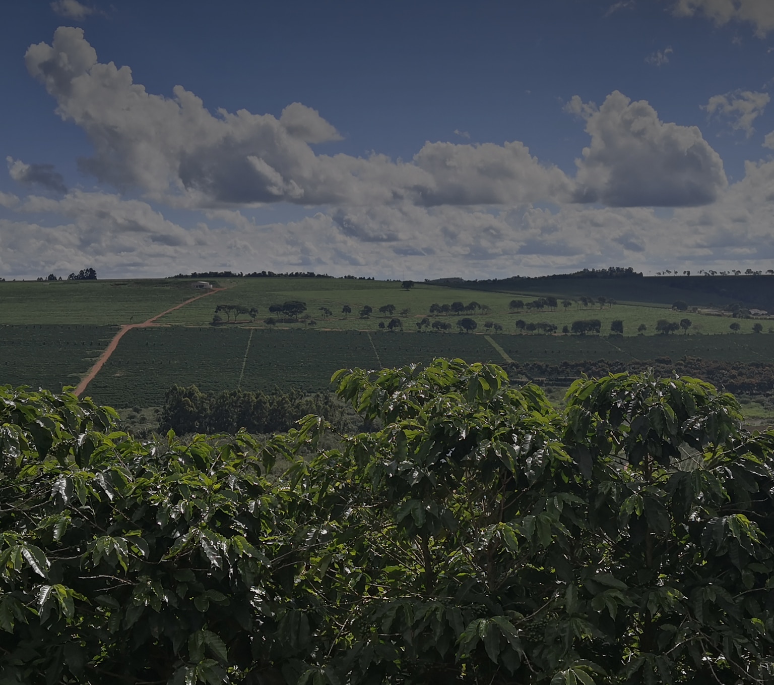 brazil: save a drop of water project