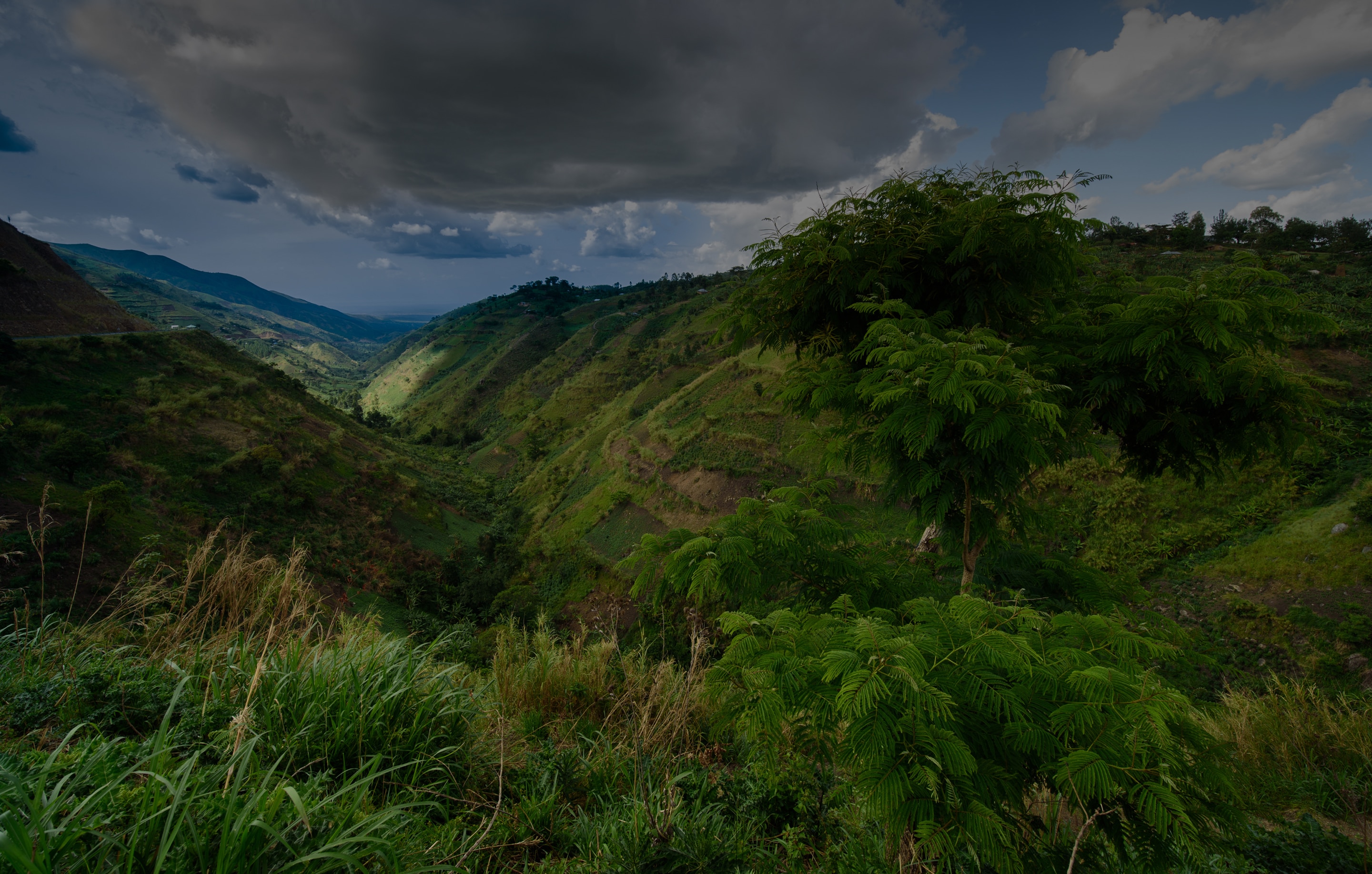 democratic republic of congo: a coffee thrive