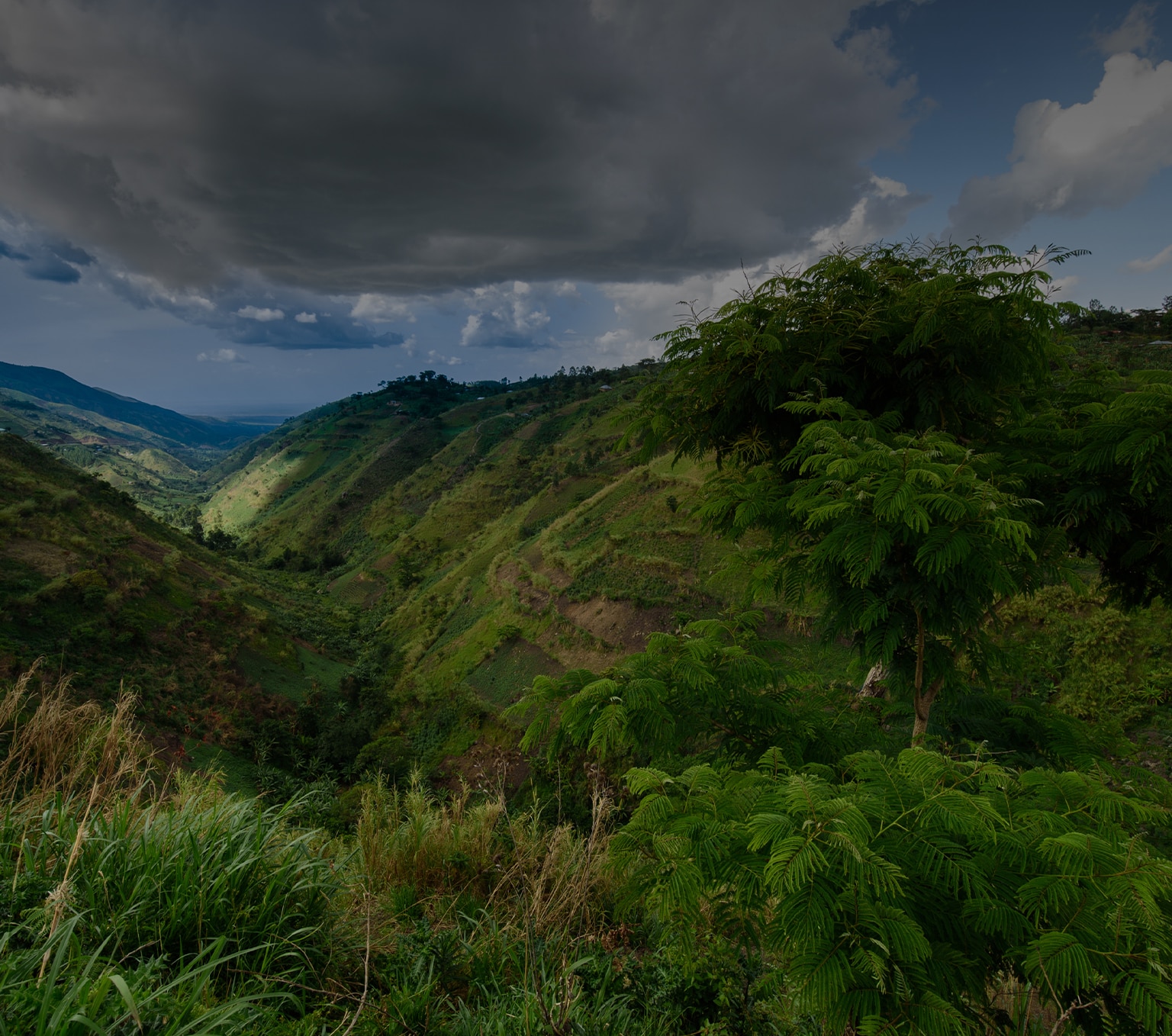 democratic republic of congo: a coffee thrive