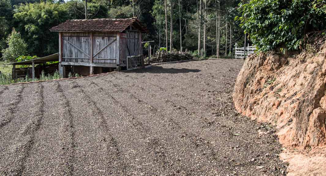 coffee cultivation